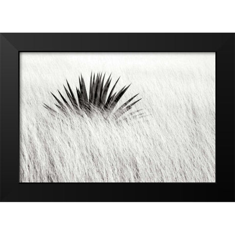Agave BW II Black Modern Wood Framed Art Print by Taylor, Douglas