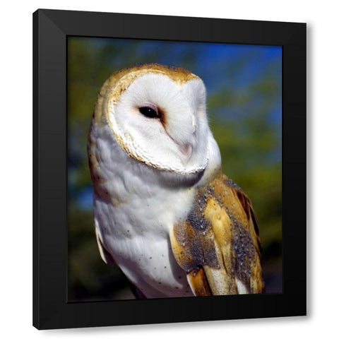 Barn Owl Black Modern Wood Framed Art Print with Double Matting by Taylor, Douglas