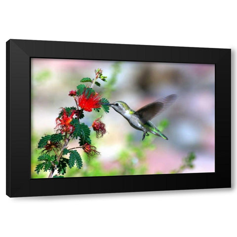 Hummingbird Black Modern Wood Framed Art Print with Double Matting by Taylor, Douglas