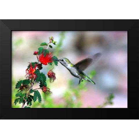 Hummingbird Black Modern Wood Framed Art Print by Taylor, Douglas