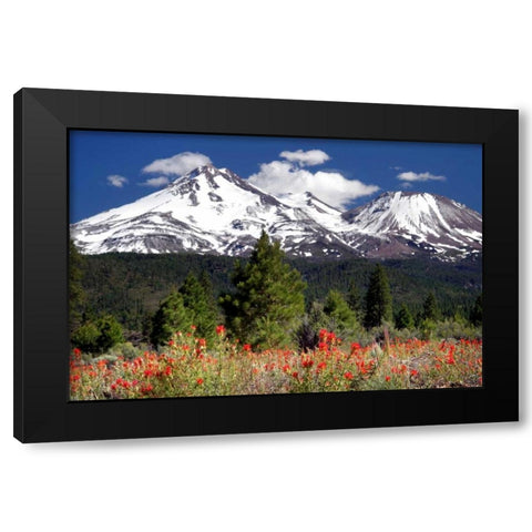 Indian Paintbrush Black Modern Wood Framed Art Print with Double Matting by Taylor, Douglas
