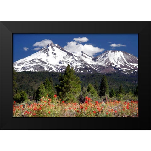 Indian Paintbrush Black Modern Wood Framed Art Print by Taylor, Douglas
