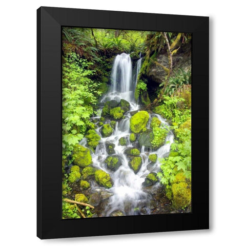 Rainforest Falls Black Modern Wood Framed Art Print by Taylor, Douglas