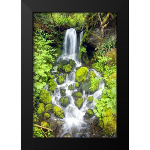 Rainforest Falls Black Modern Wood Framed Art Print by Taylor, Douglas