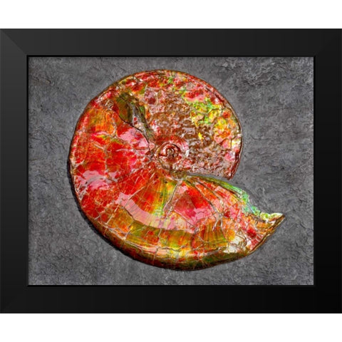 Ammonite in Matrix Black Modern Wood Framed Art Print by Taylor, Douglas
