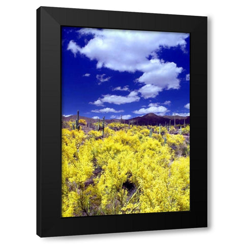 Palo Verde Bloom Black Modern Wood Framed Art Print by Taylor, Douglas
