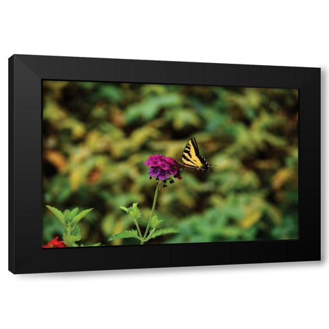 Garden Butterfly I Black Modern Wood Framed Art Print with Double Matting by Clayton-Thompson, Philip