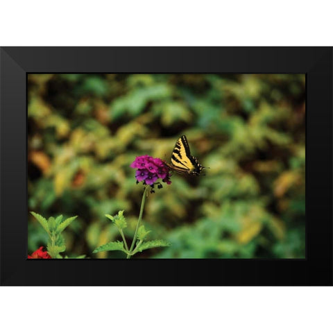 Garden Butterfly I Black Modern Wood Framed Art Print by Clayton-Thompson, Philip