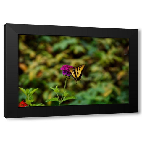 Garden Butterfly II Black Modern Wood Framed Art Print by Clayton-Thompson, Philip