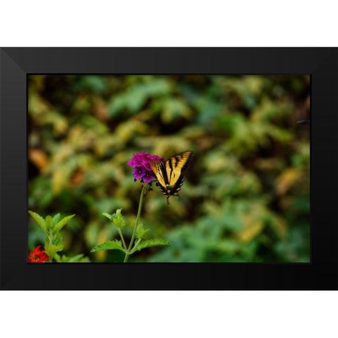 Garden Butterfly II Black Modern Wood Framed Art Print by Clayton-Thompson, Philip