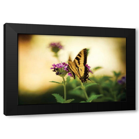 Garden Butterfly III Black Modern Wood Framed Art Print with Double Matting by Clayton-Thompson, Philip