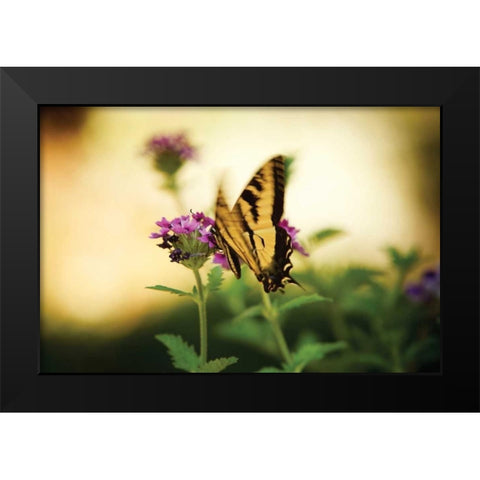 Garden Butterfly III Black Modern Wood Framed Art Print by Clayton-Thompson, Philip