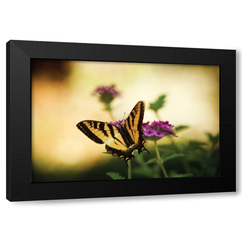 Garden Butterfly IV Black Modern Wood Framed Art Print with Double Matting by Clayton-Thompson, Philip