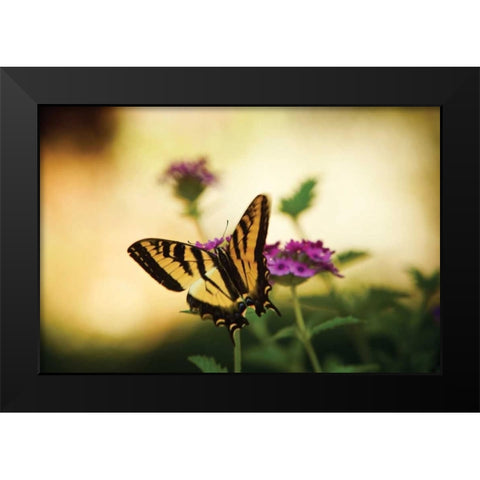 Garden Butterfly IV Black Modern Wood Framed Art Print by Clayton-Thompson, Philip