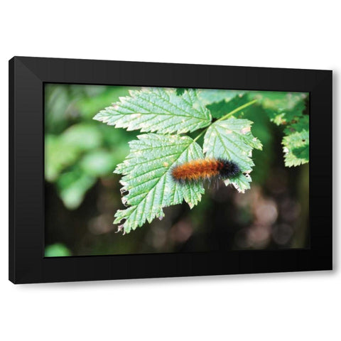 Caterpillar on Leaf II Black Modern Wood Framed Art Print with Double Matting by Thomas, Logan