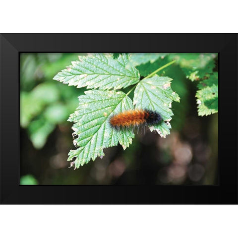 Caterpillar on Leaf II Black Modern Wood Framed Art Print by Thomas, Logan