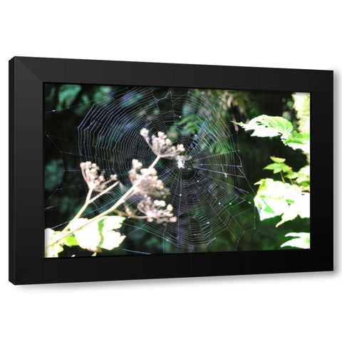 Spiderweb I Black Modern Wood Framed Art Print with Double Matting by Thomas, Logan
