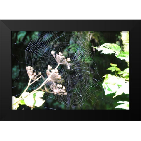 Spiderweb I Black Modern Wood Framed Art Print by Thomas, Logan