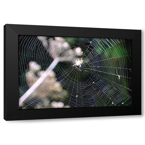 Spiderweb II Black Modern Wood Framed Art Print with Double Matting by Thomas, Logan