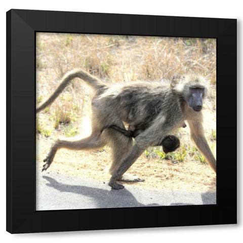 Safari Baboon and Baby I Black Modern Wood Framed Art Print by Underdahl, Dana