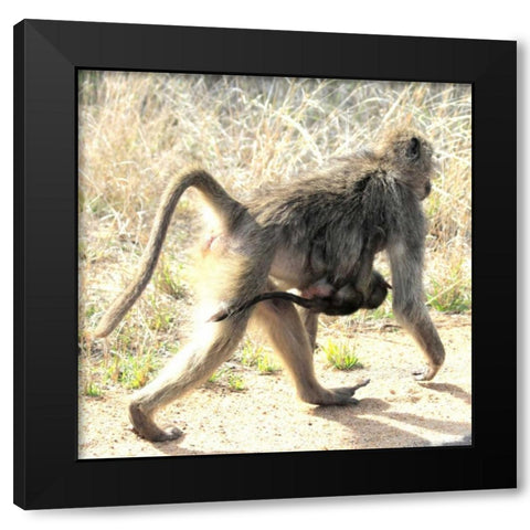 Safari Baboon and Baby II Black Modern Wood Framed Art Print by Underdahl, Dana