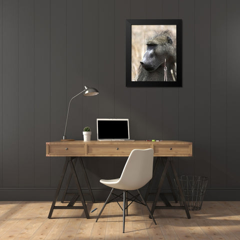 Baboon Portrait II Black Modern Wood Framed Art Print by Underdahl, Dana