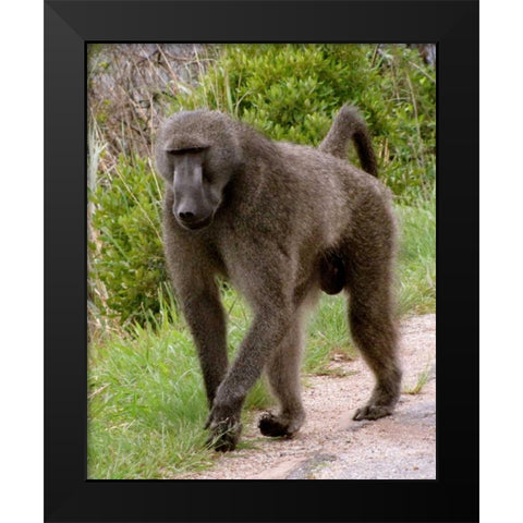Baboon II Black Modern Wood Framed Art Print by Underdahl, Dana