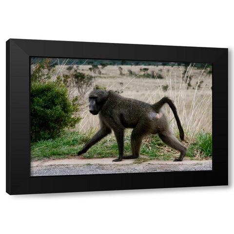 Baboon V Black Modern Wood Framed Art Print with Double Matting by Underdahl, Dana