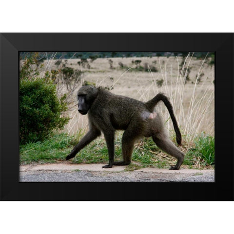 Baboon V Black Modern Wood Framed Art Print by Underdahl, Dana