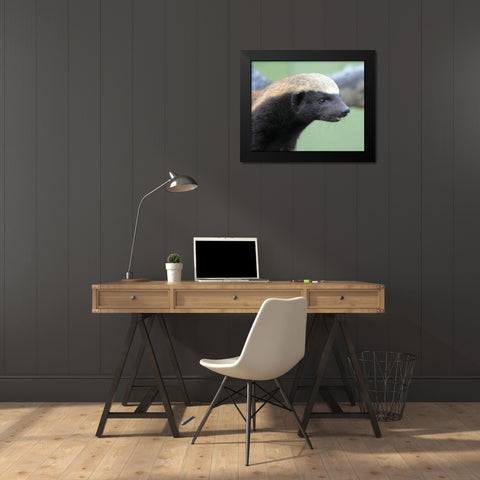Badger I Black Modern Wood Framed Art Print by Underdahl, Dana