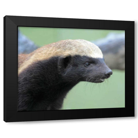 Badger I Black Modern Wood Framed Art Print by Underdahl, Dana