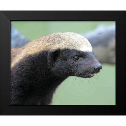 Badger I Black Modern Wood Framed Art Print by Underdahl, Dana