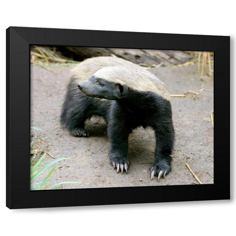 Badger II Black Modern Wood Framed Art Print by Underdahl, Dana