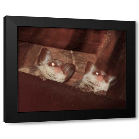 Bushbaby I Black Modern Wood Framed Art Print with Double Matting by Underdahl, Dana