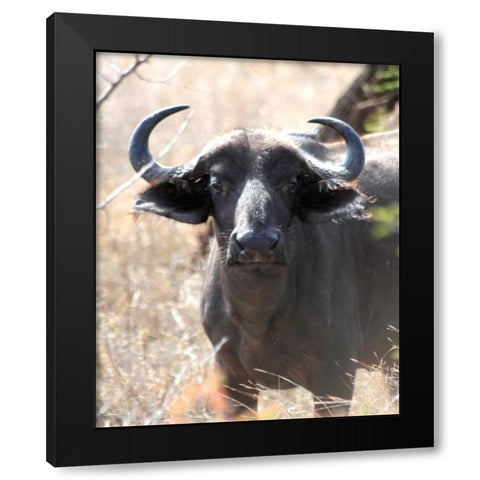 Cape Buffalo I Black Modern Wood Framed Art Print by Underdahl, Dana