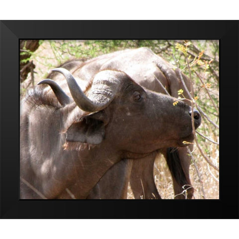 Cape Buffalo IV Black Modern Wood Framed Art Print by Underdahl, Dana