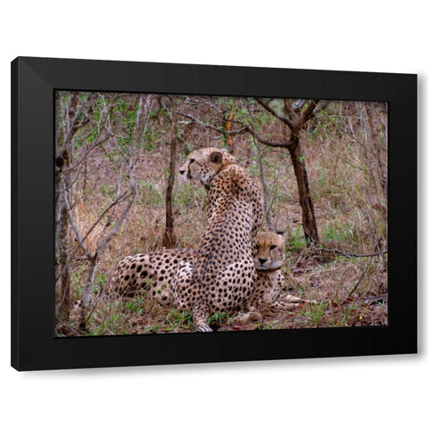 Safari Cheetah III Black Modern Wood Framed Art Print by Underdahl, Dana