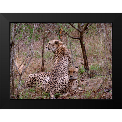Safari Cheetah III Black Modern Wood Framed Art Print by Underdahl, Dana