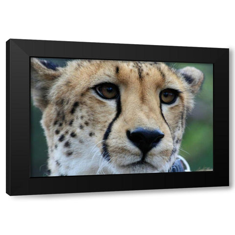 Cheetah I Black Modern Wood Framed Art Print with Double Matting by Underdahl, Dana