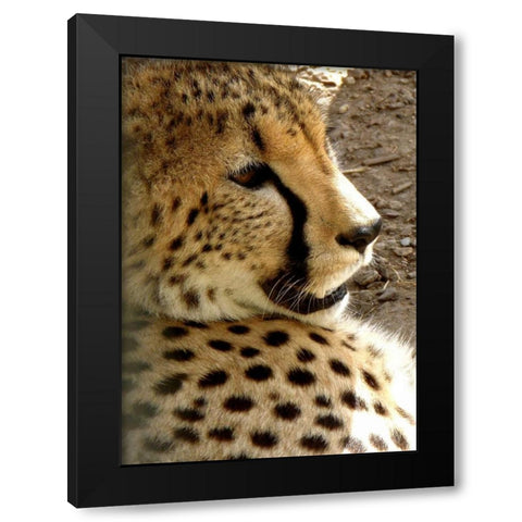 Cheetah Portrait I Black Modern Wood Framed Art Print with Double Matting by Underdahl, Dana