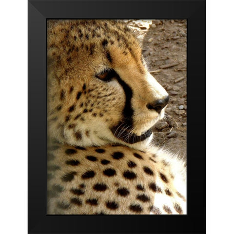 Cheetah Portrait I Black Modern Wood Framed Art Print by Underdahl, Dana