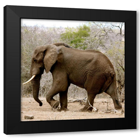 Elephant II Black Modern Wood Framed Art Print by Underdahl, Dana