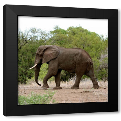 Safari Elephant I Black Modern Wood Framed Art Print with Double Matting by Underdahl, Dana