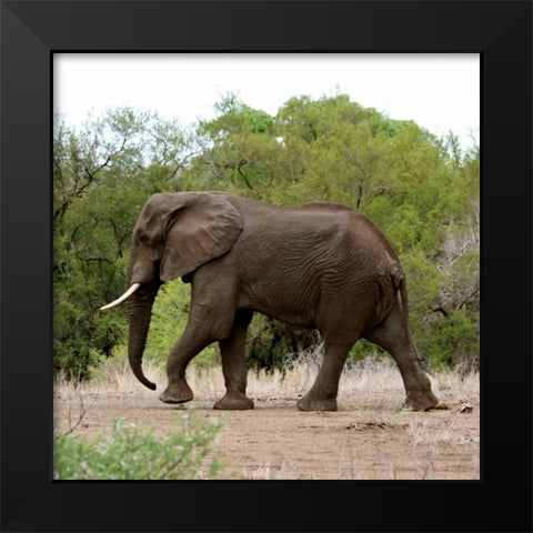 Safari Elephant I Black Modern Wood Framed Art Print by Underdahl, Dana