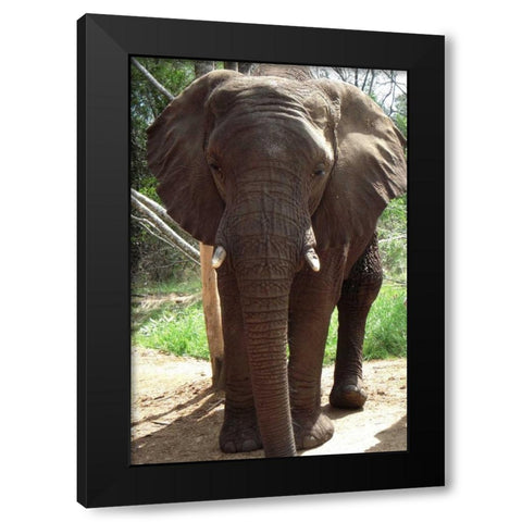 Safari Elephant II Black Modern Wood Framed Art Print with Double Matting by Underdahl, Dana