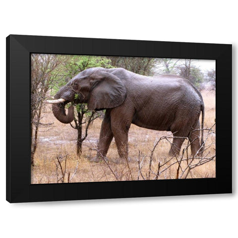 African Elephant I Black Modern Wood Framed Art Print with Double Matting by Underdahl, Dana