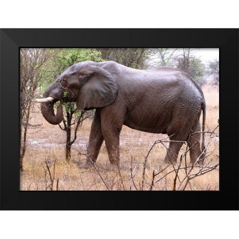 African Elephant I Black Modern Wood Framed Art Print by Underdahl, Dana