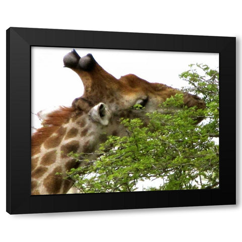 Giraffe I Black Modern Wood Framed Art Print with Double Matting by Underdahl, Dana