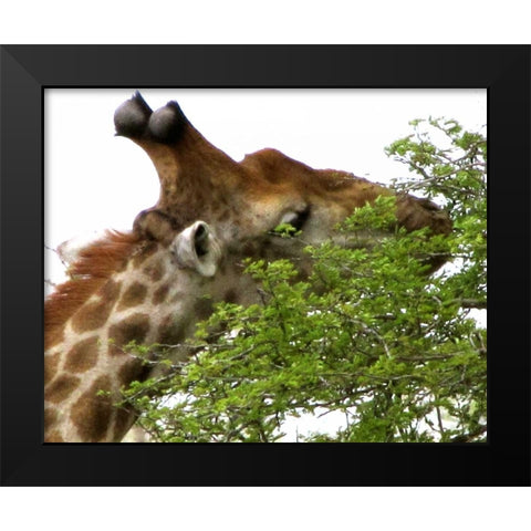 Giraffe I Black Modern Wood Framed Art Print by Underdahl, Dana