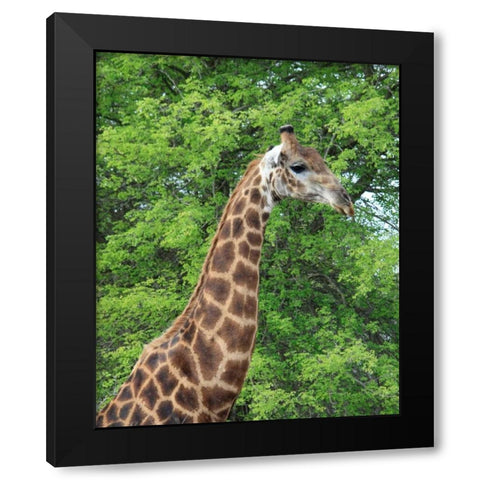 Giraffe II Black Modern Wood Framed Art Print with Double Matting by Underdahl, Dana